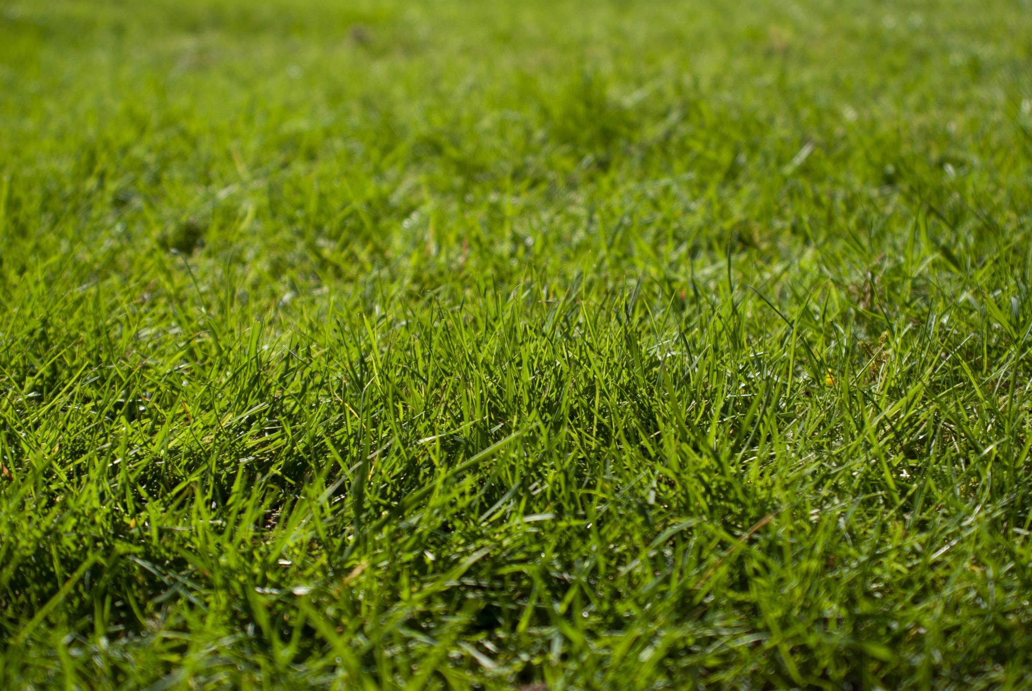 do-grass-seeds-need-to-be-buried-will-they-germinate