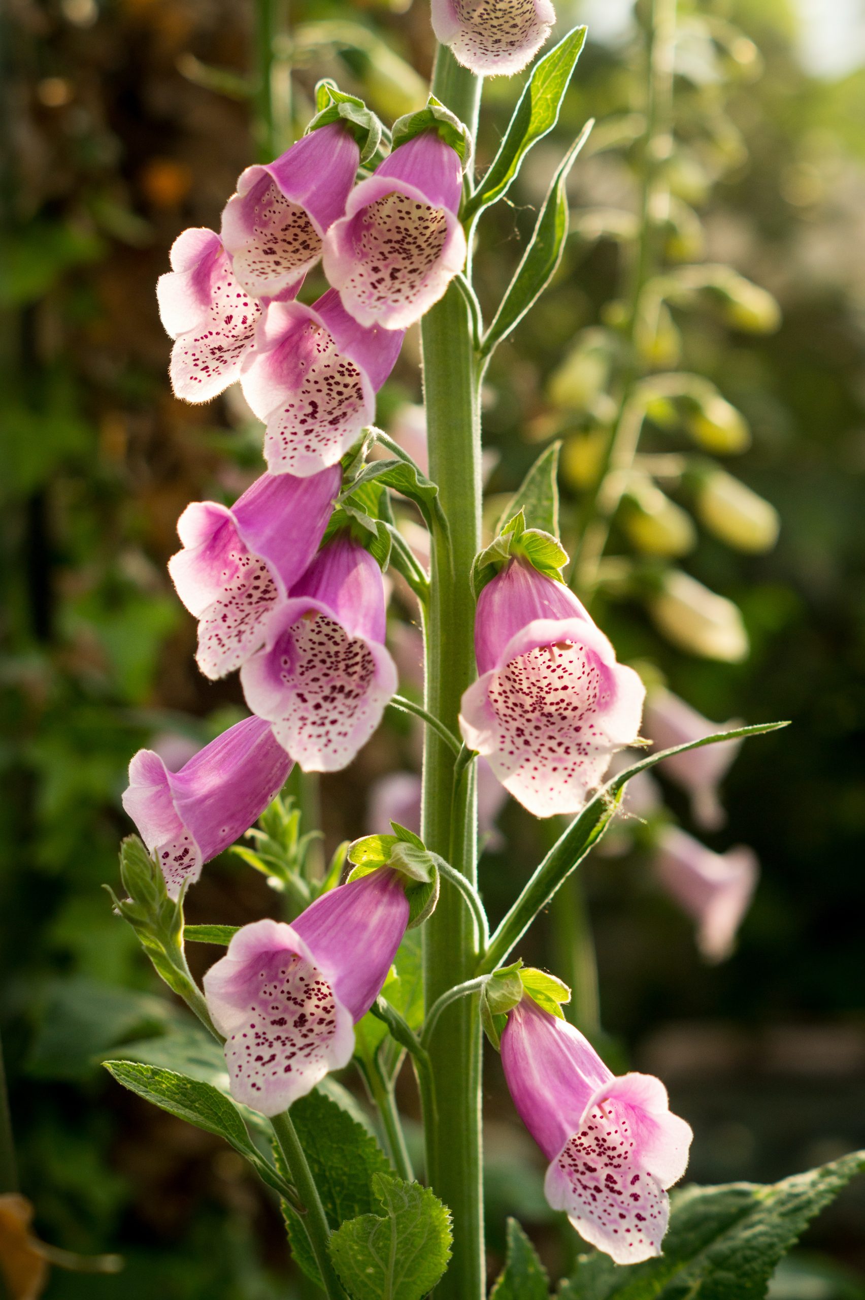 What’s The Difference Between Foxgloves And Hollyhocks?