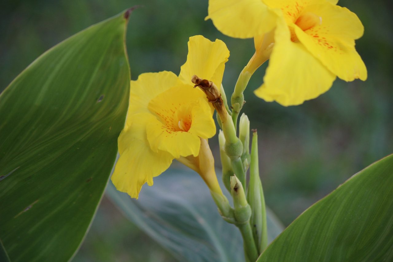 » Is Canna Lily Deer Resistant? And How Can You Protect Them?