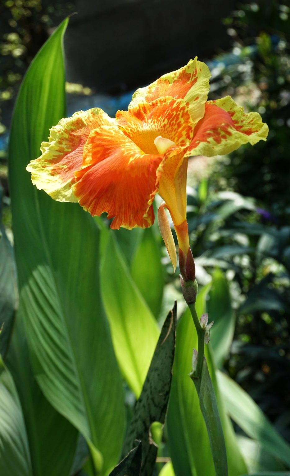 » Is Canna Lily Deer Resistant? And How Can You Protect Them?