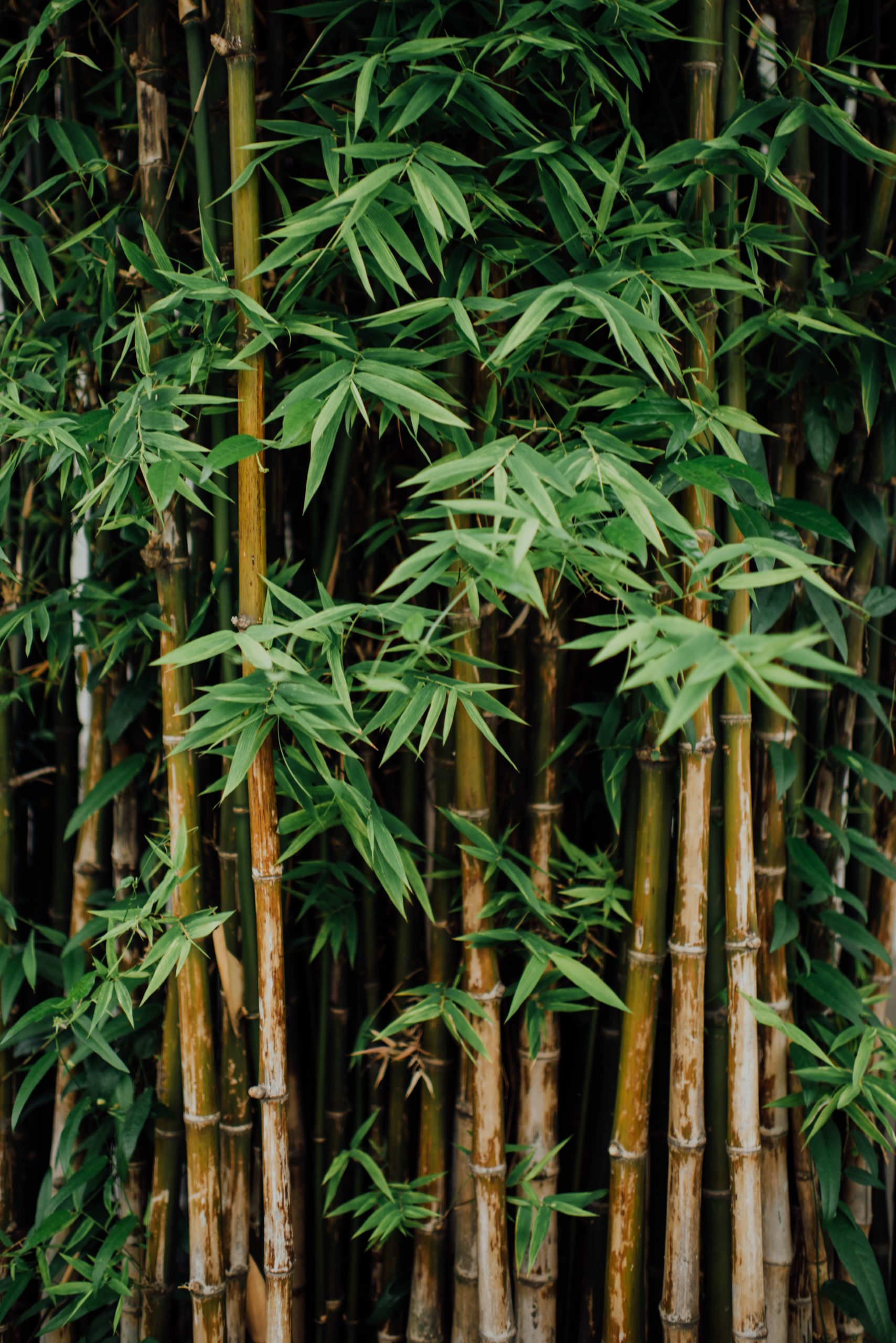 Do Deer Eat Bamboo? And How To Protect It.