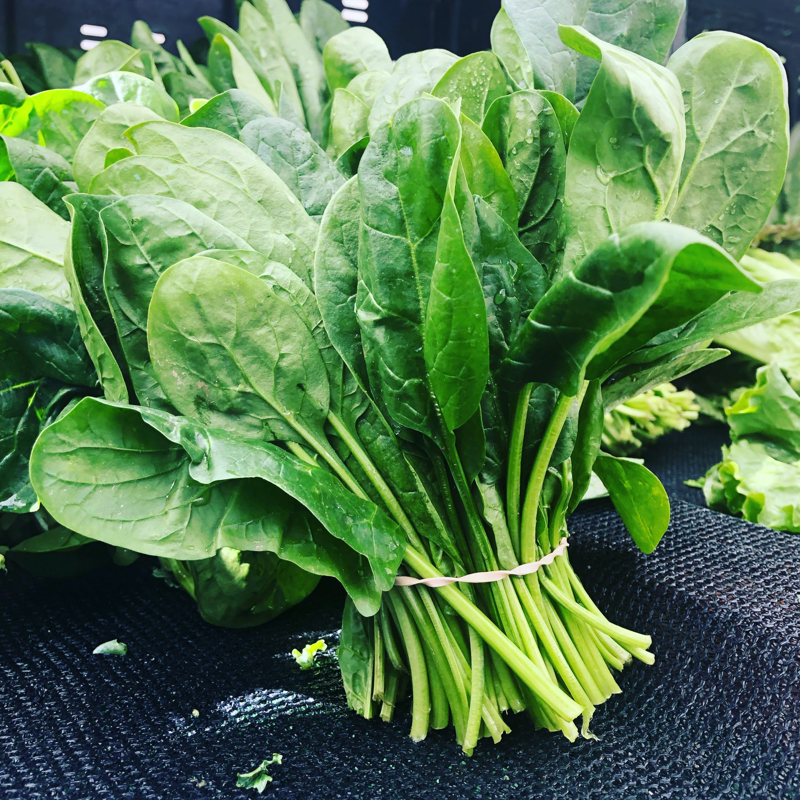 Chard Vs Spinach: Are They The Same Thing?