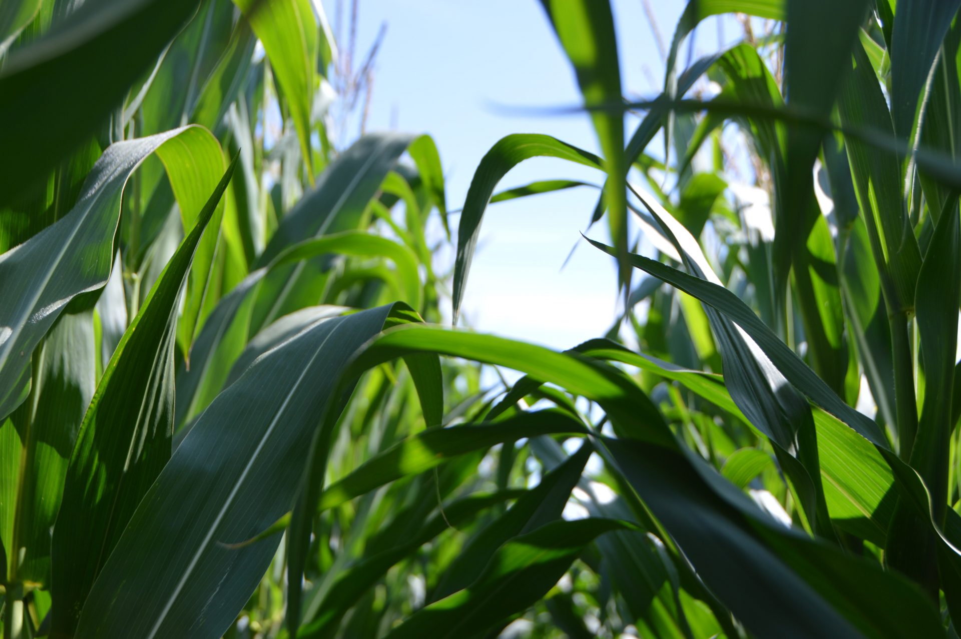 » Is It Too Late To Plant Sweet Corn?