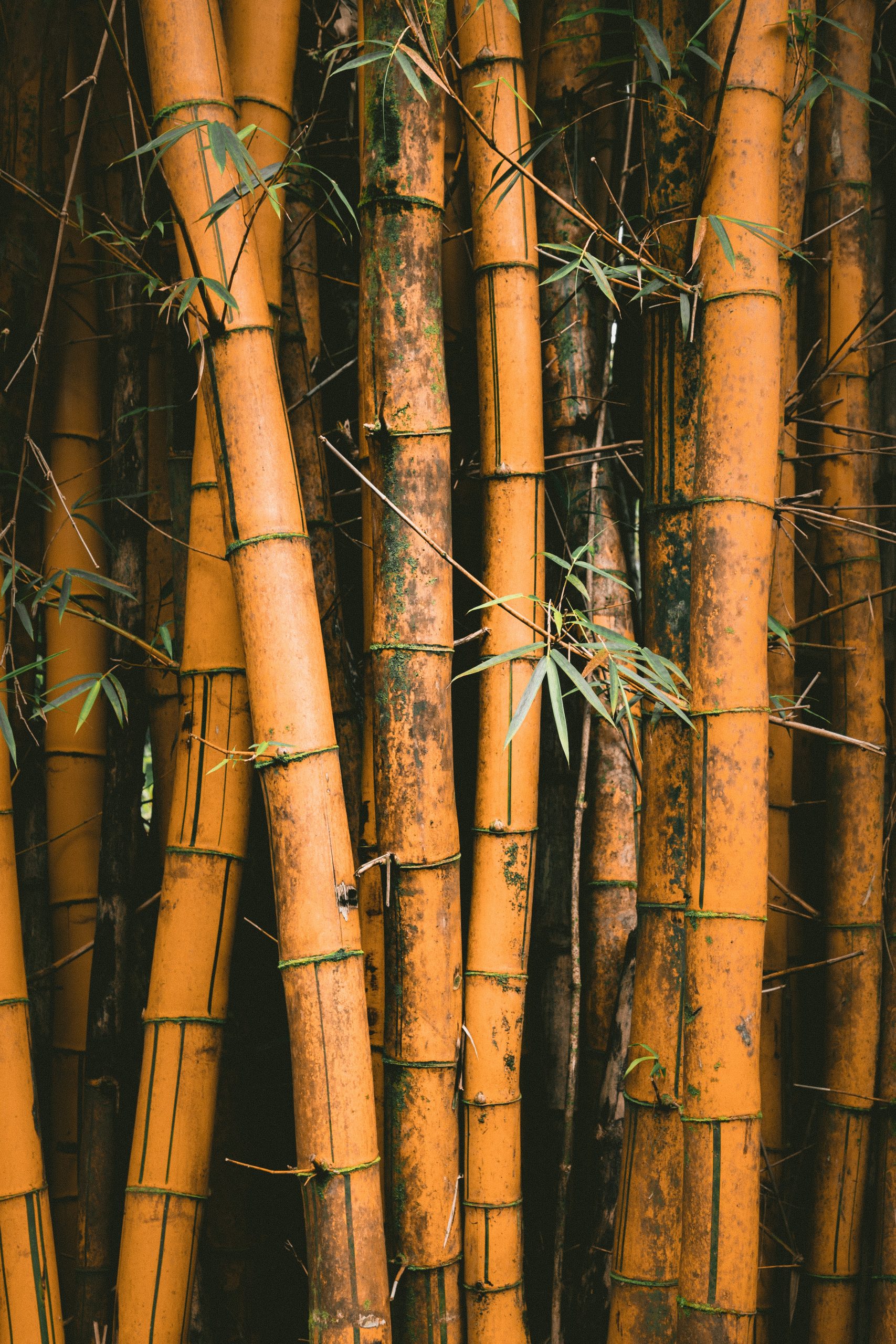 » Do Deer Eat Bamboo? And How To Protect It.