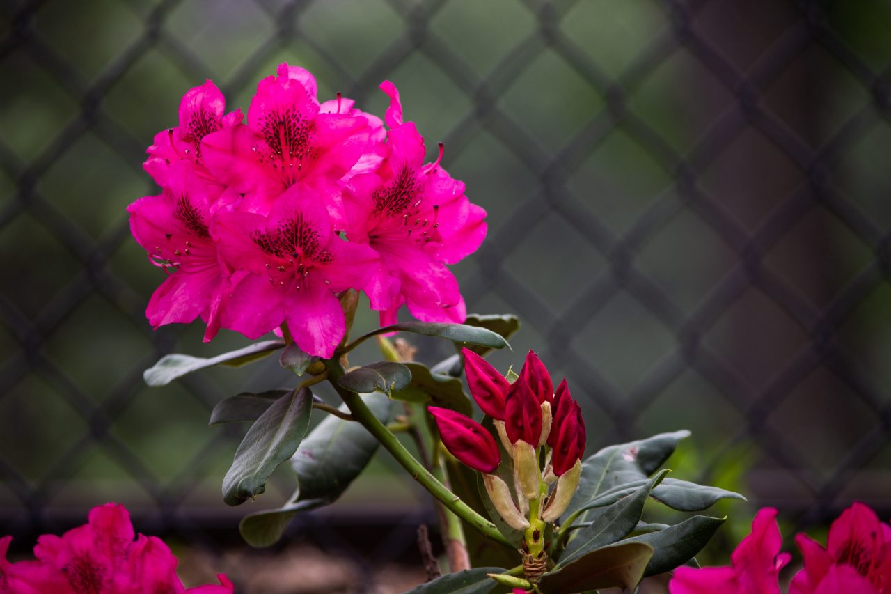 » Do Deer Eat Azaleas? What Can I Do About It?