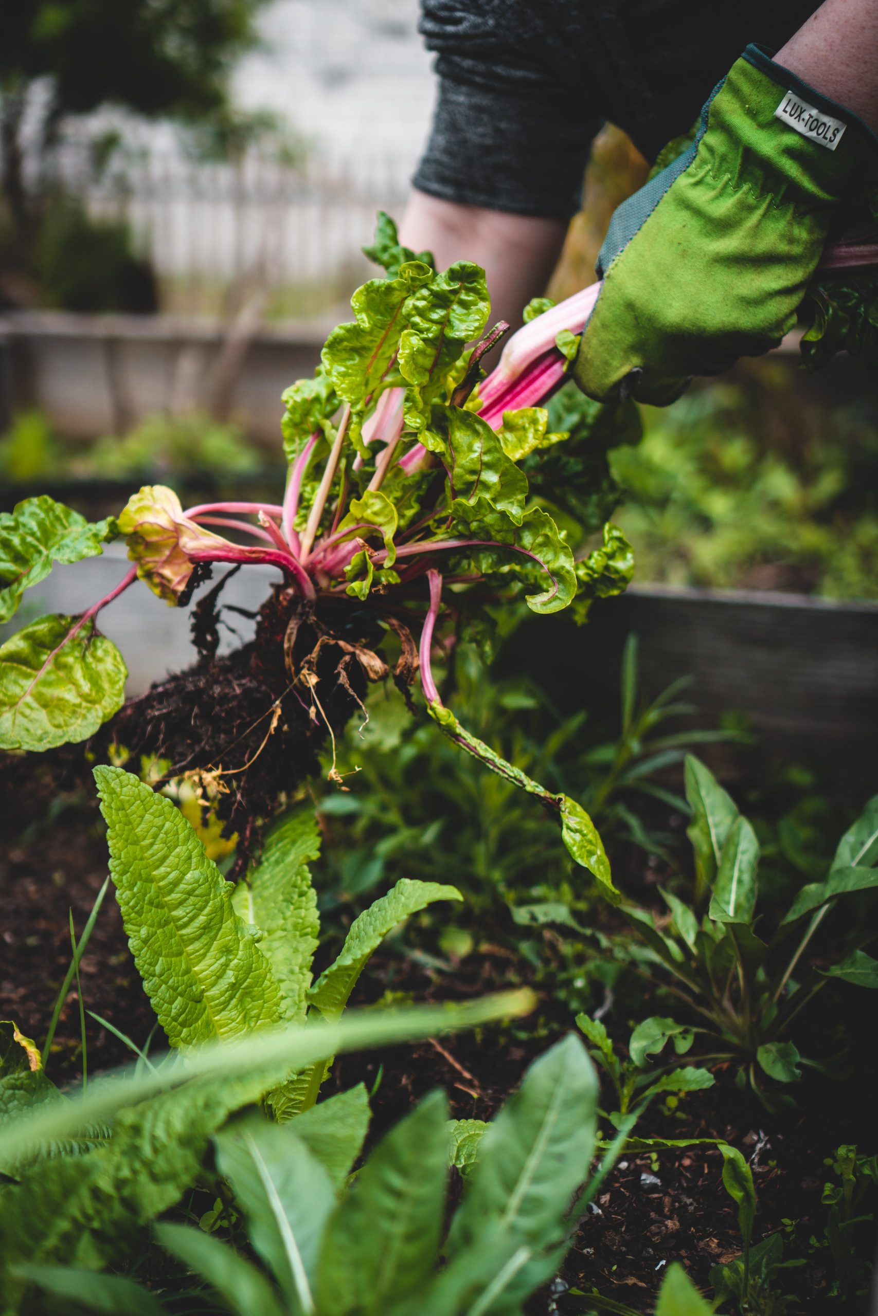 Can You Use Wood Chips As A Mulch On A Vegetable Garden? 