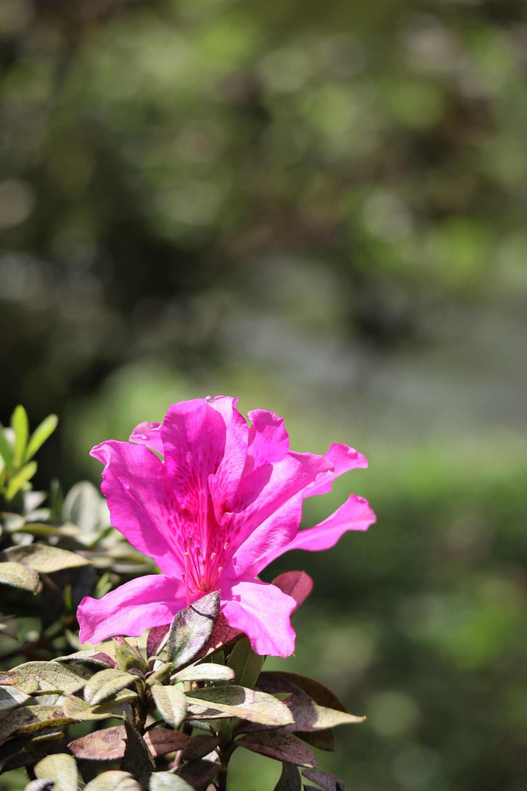 Do Deer Eat Azaleas? What Can I Do About It?