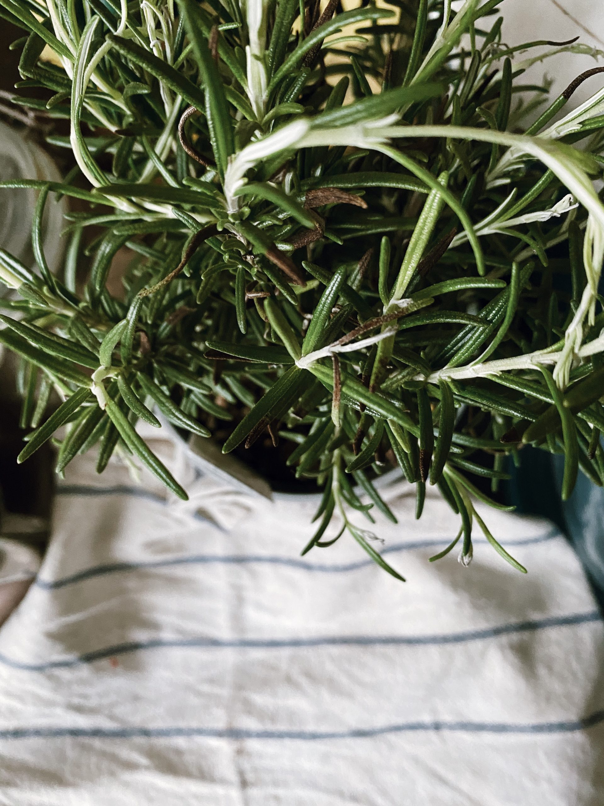 Can You Rosemary From Grocery Store Herbs? Is It Possible?