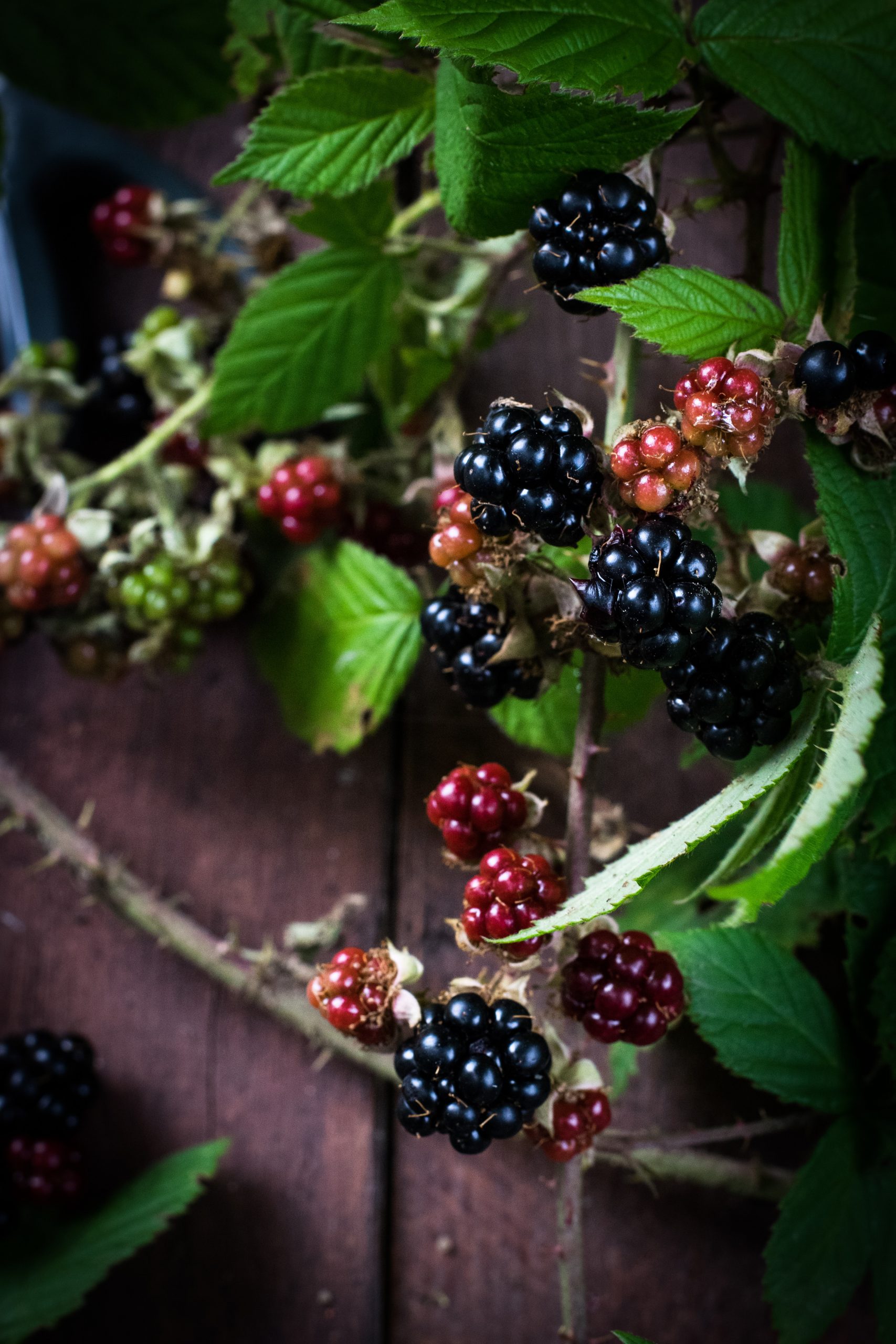 Blackberries Vs Black Currants: What’s The Difference?