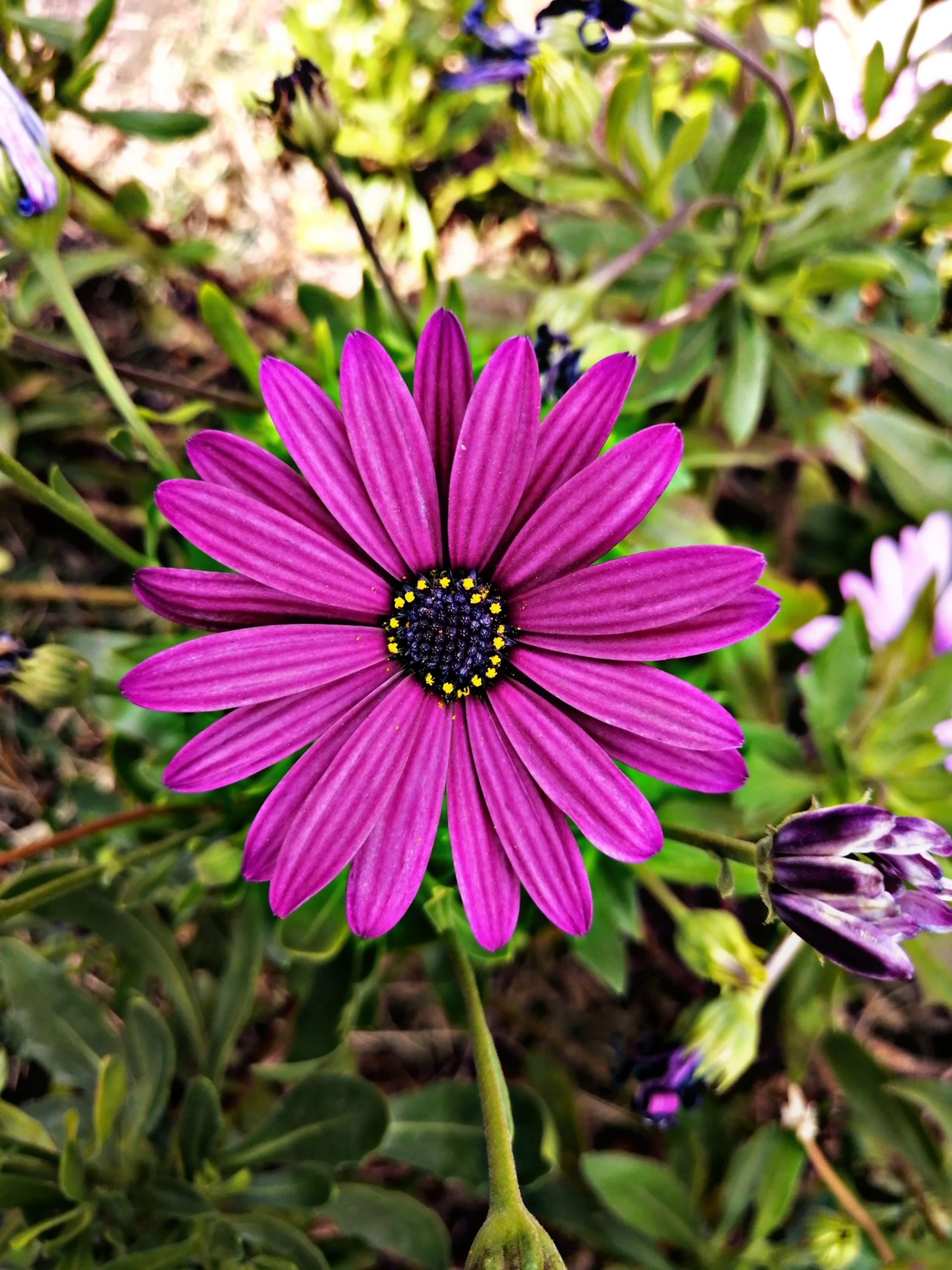 Are Asters Deer Resistant? What Can You Do To Protect Them?