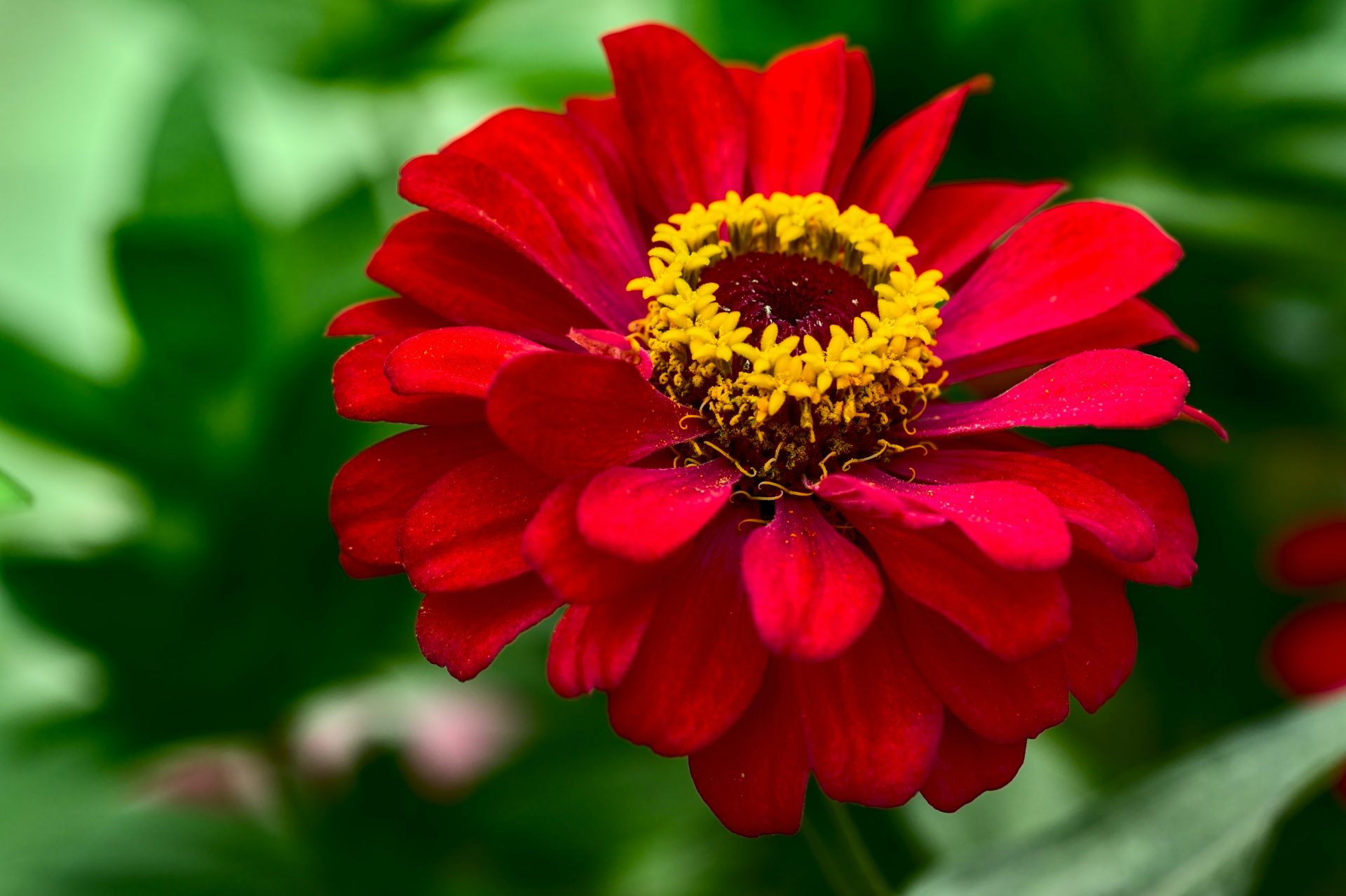 » Are Zinnias Deer Resistant?