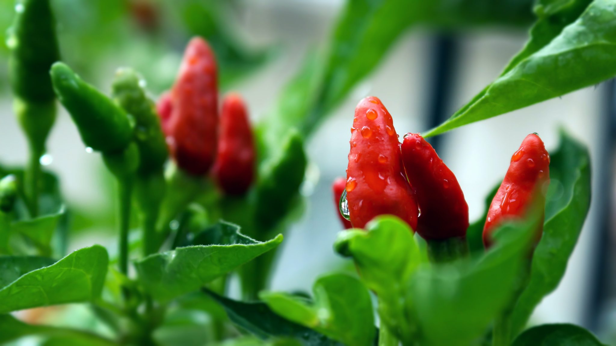 can-you-plant-seeds-from-a-store-bought-bell-pepper