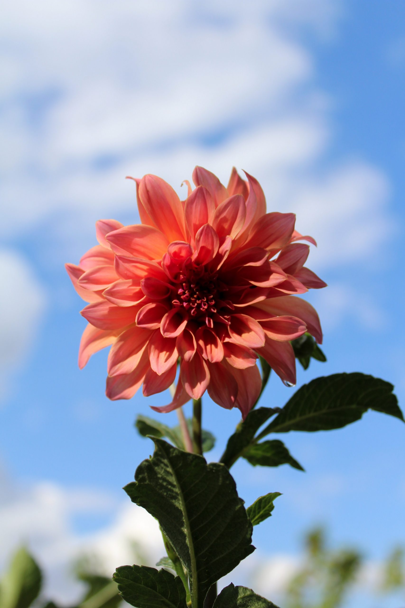 Are Dahlias Deer Resistant? What Can You Do To Protect Your Garden?