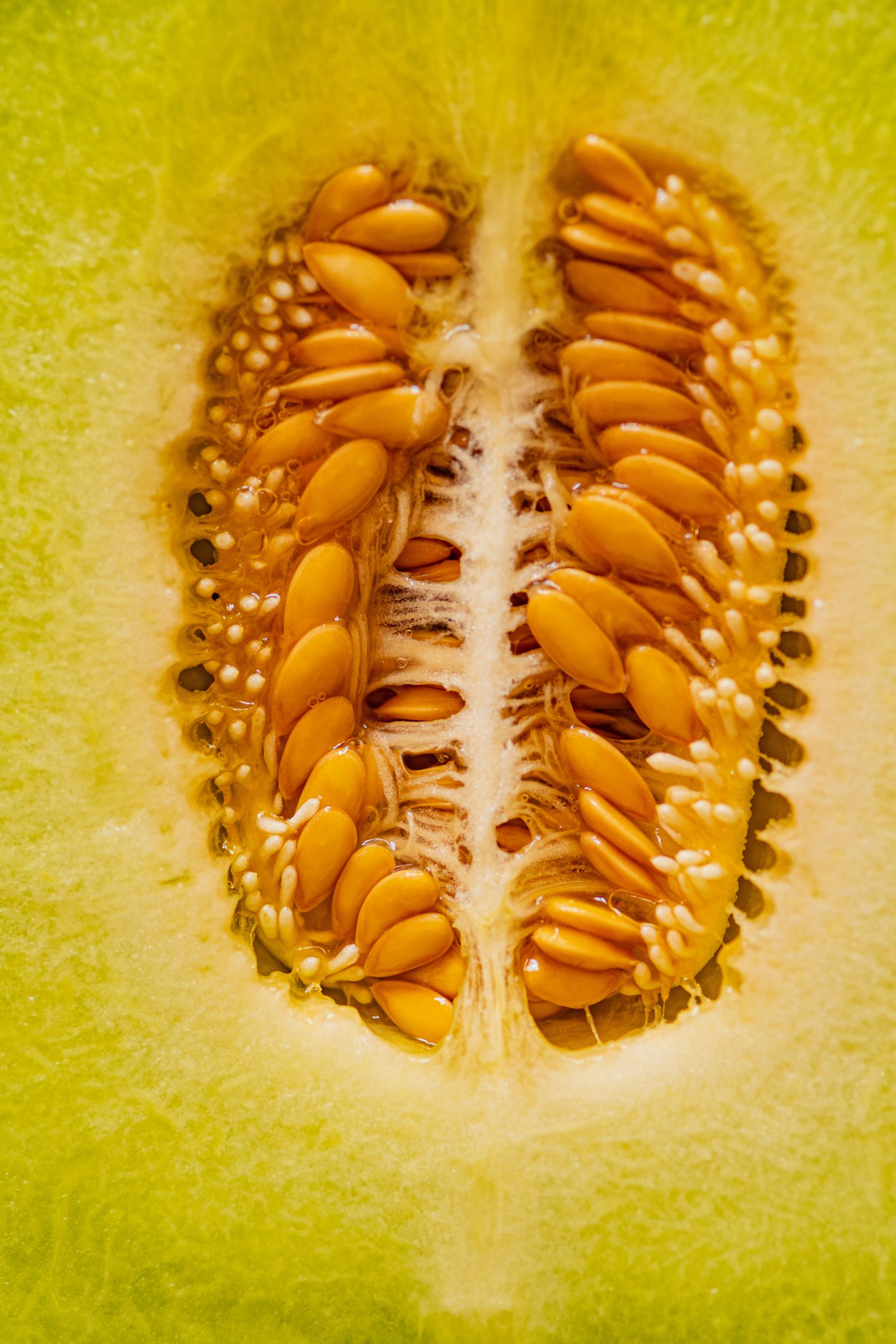 Can You Grow Cantaloupe From Store Bought Fruit?