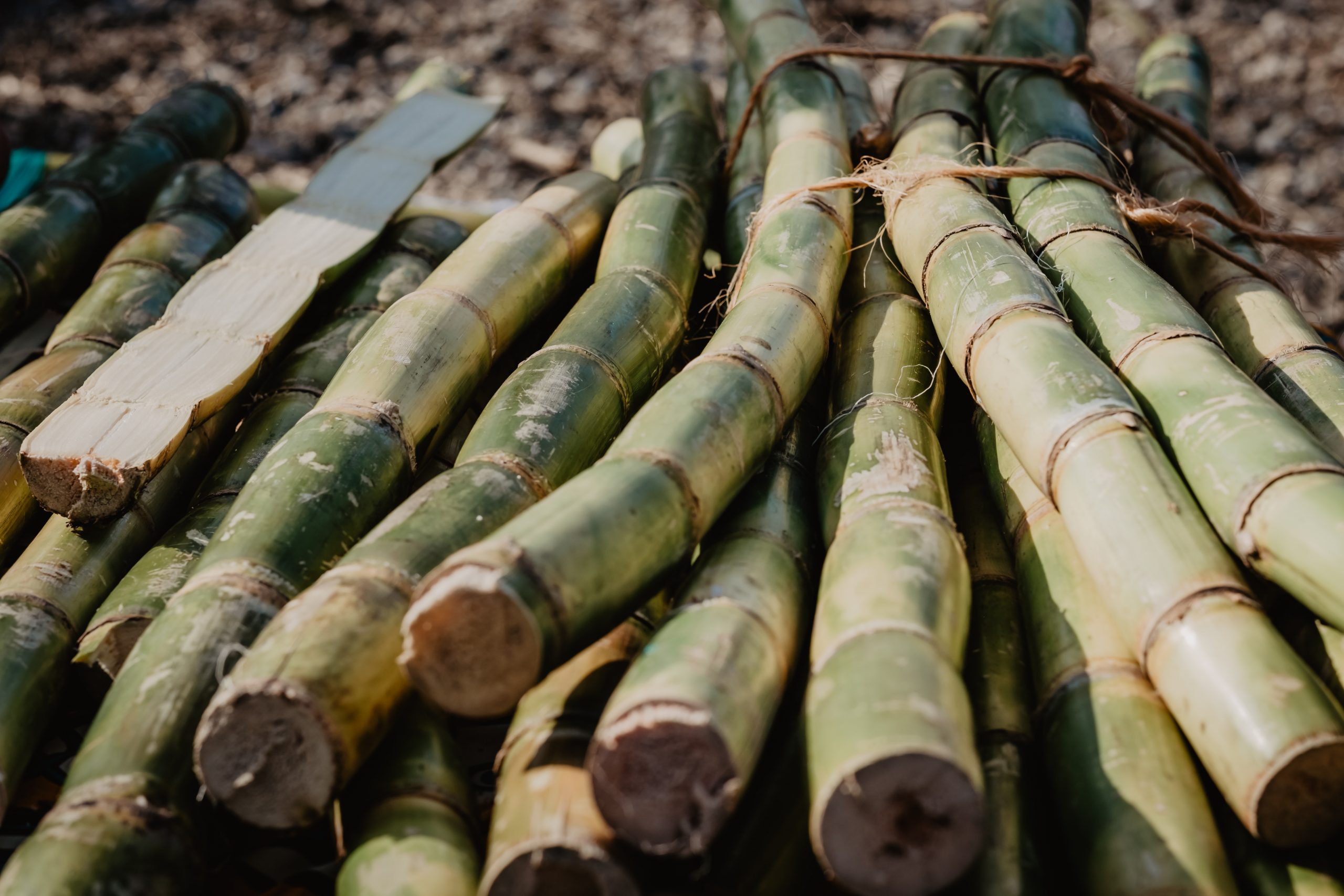 Sugar Cane Vs Bamboo: Is There A Difference? 