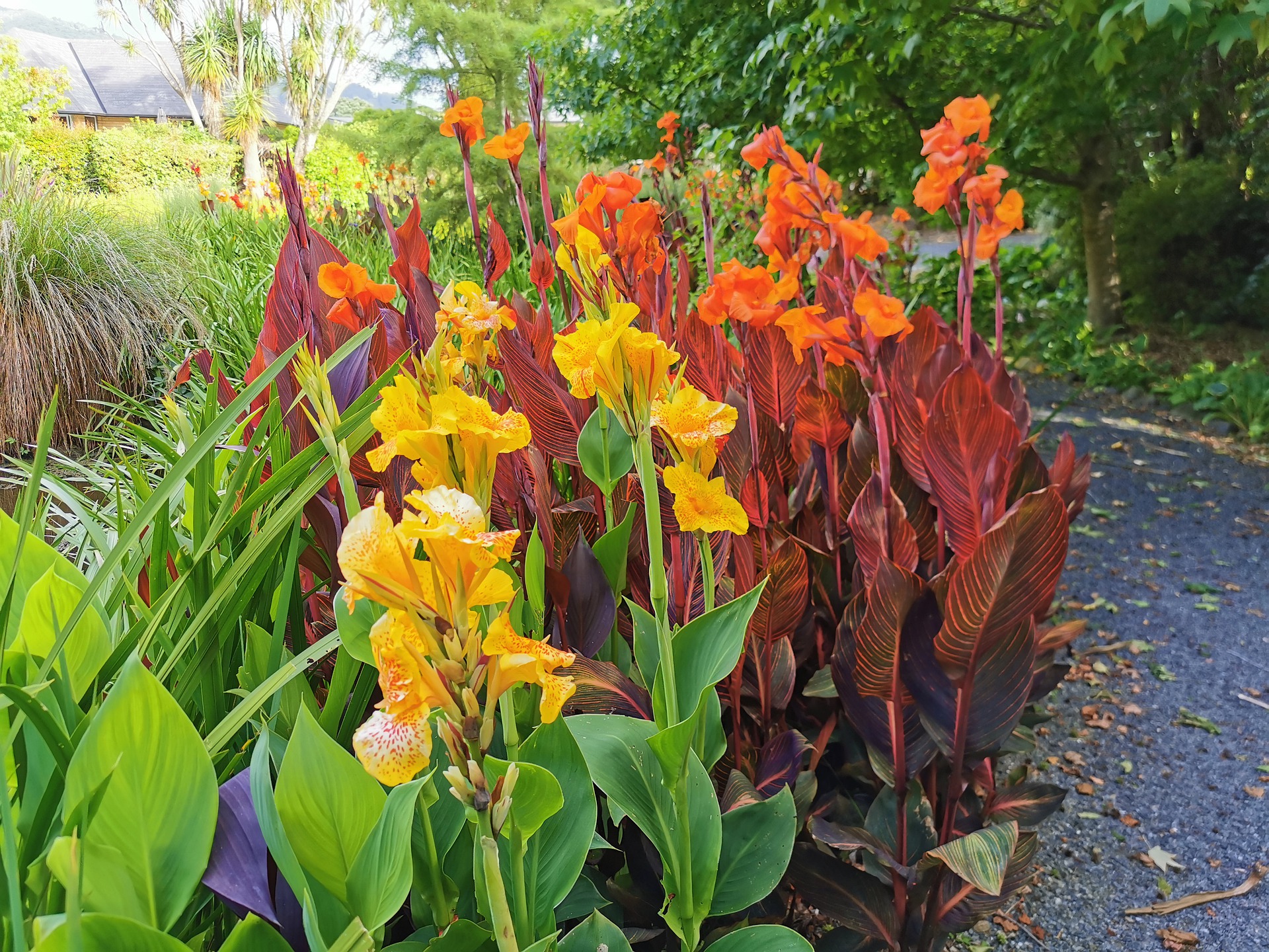 Is Canna Lily Deer Resistant? And How Can You Protect Them?