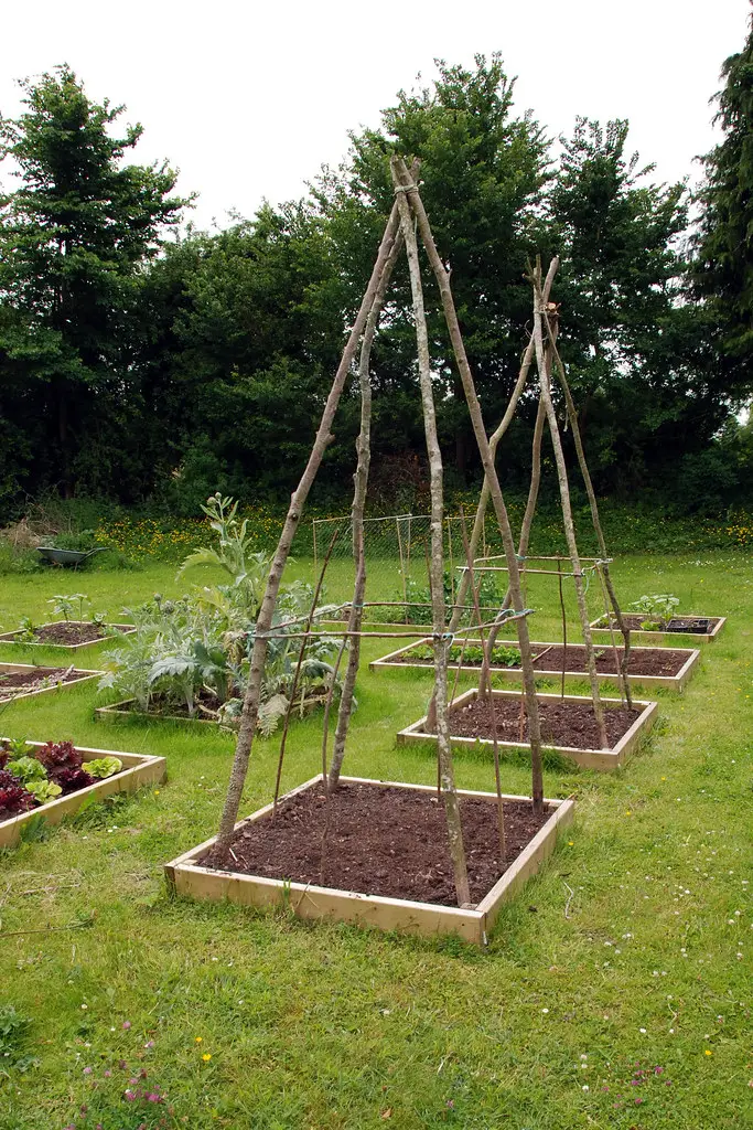 PEA & BEAN Support Net 6m x 2m GREEN Ideal For Support Of Peas Beans Sweet Peas 