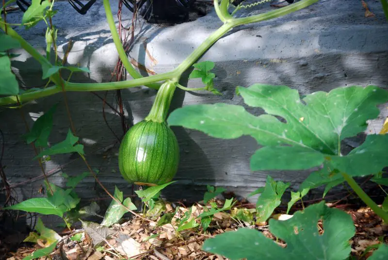 do-pumpkins-start-out-green-what-is-normal