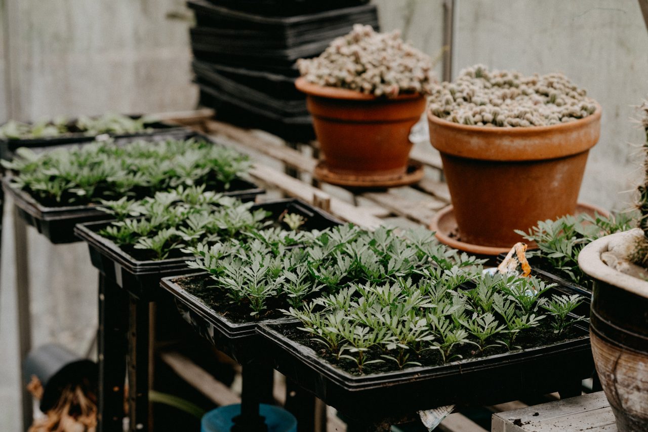 » Can I Use A Regular Heating Pad For Seedlings?