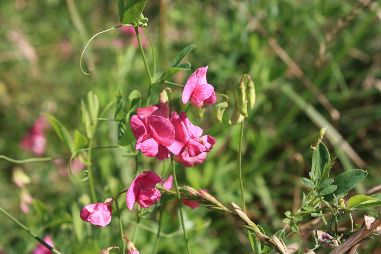 » How To Grow Sweet Peas Up Canes