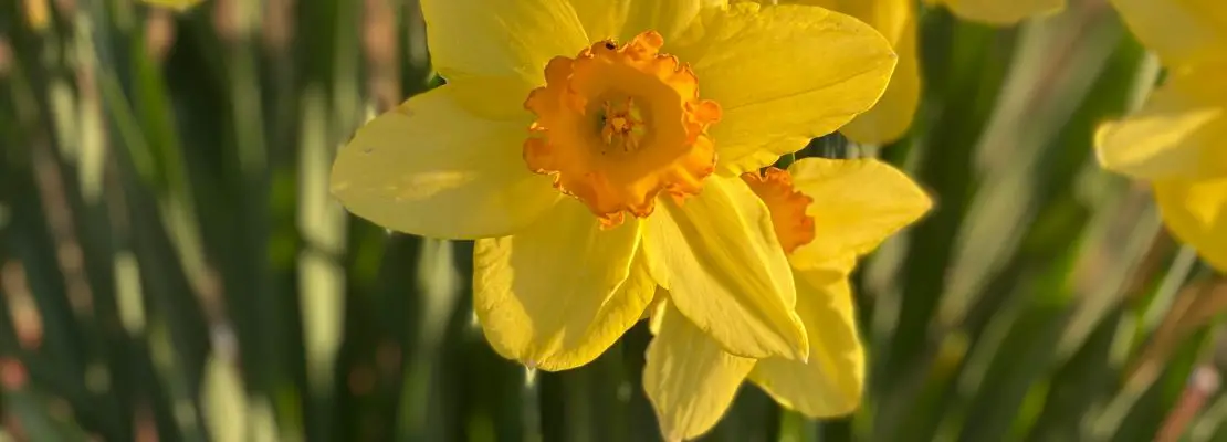 Do Daffodils Spread Plan Your Patch 