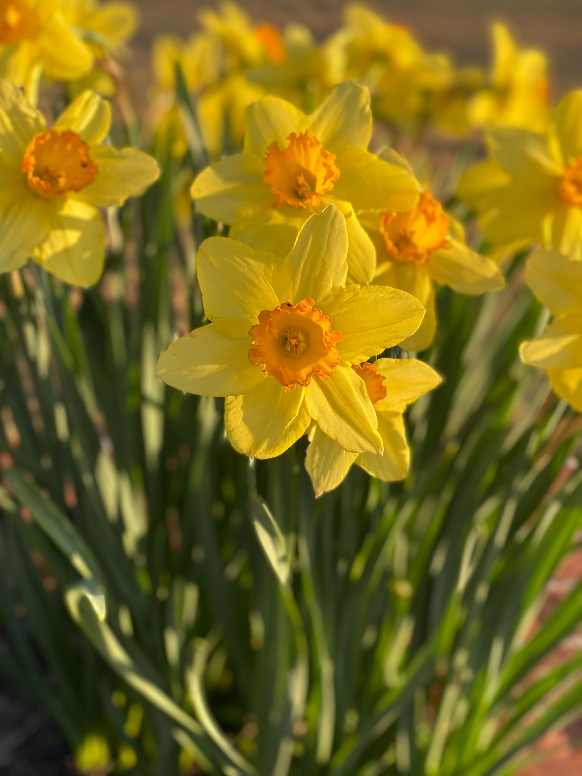 Do Daffodils Spread?