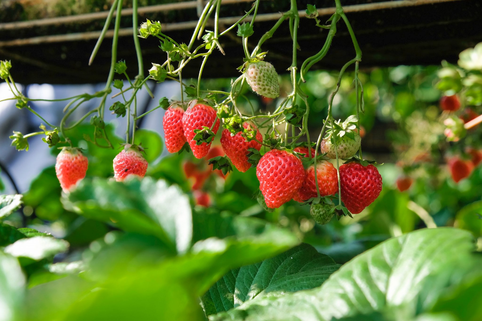 » Can Strawberries Grow Up A Trellis?