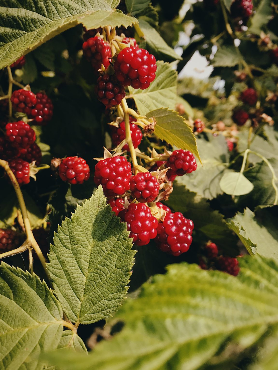 » Can You Plant Blackberries And Raspberries Together?