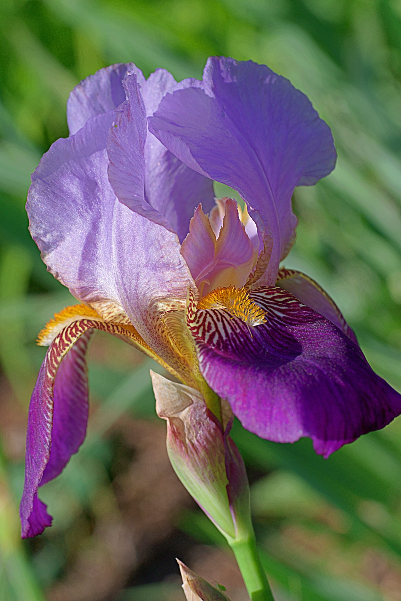 do-irises-spread-are-they-invasive