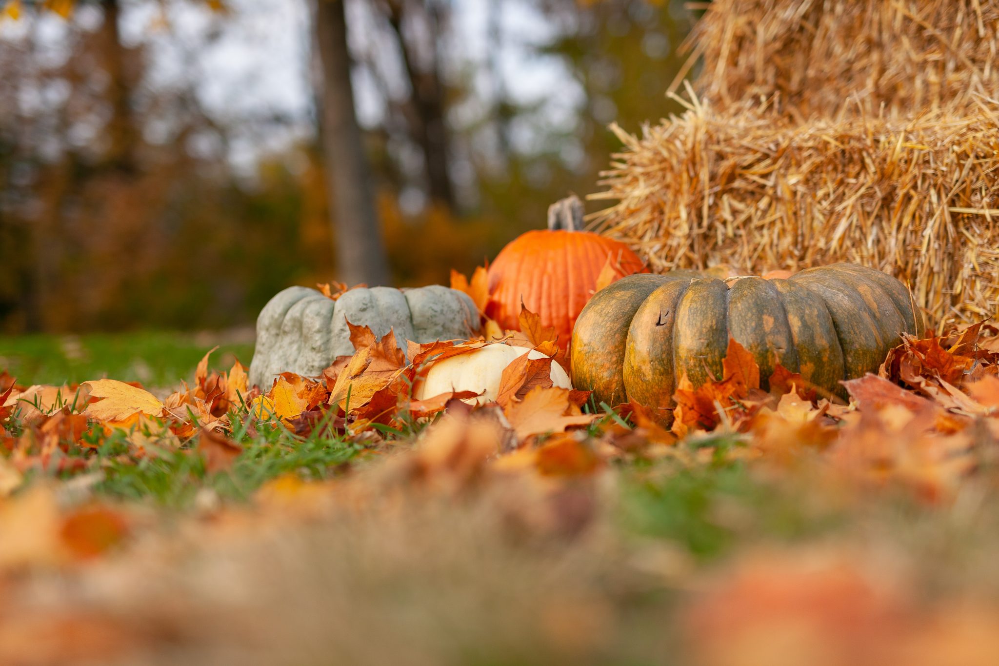 What Color Do Pumpkins Start Out As