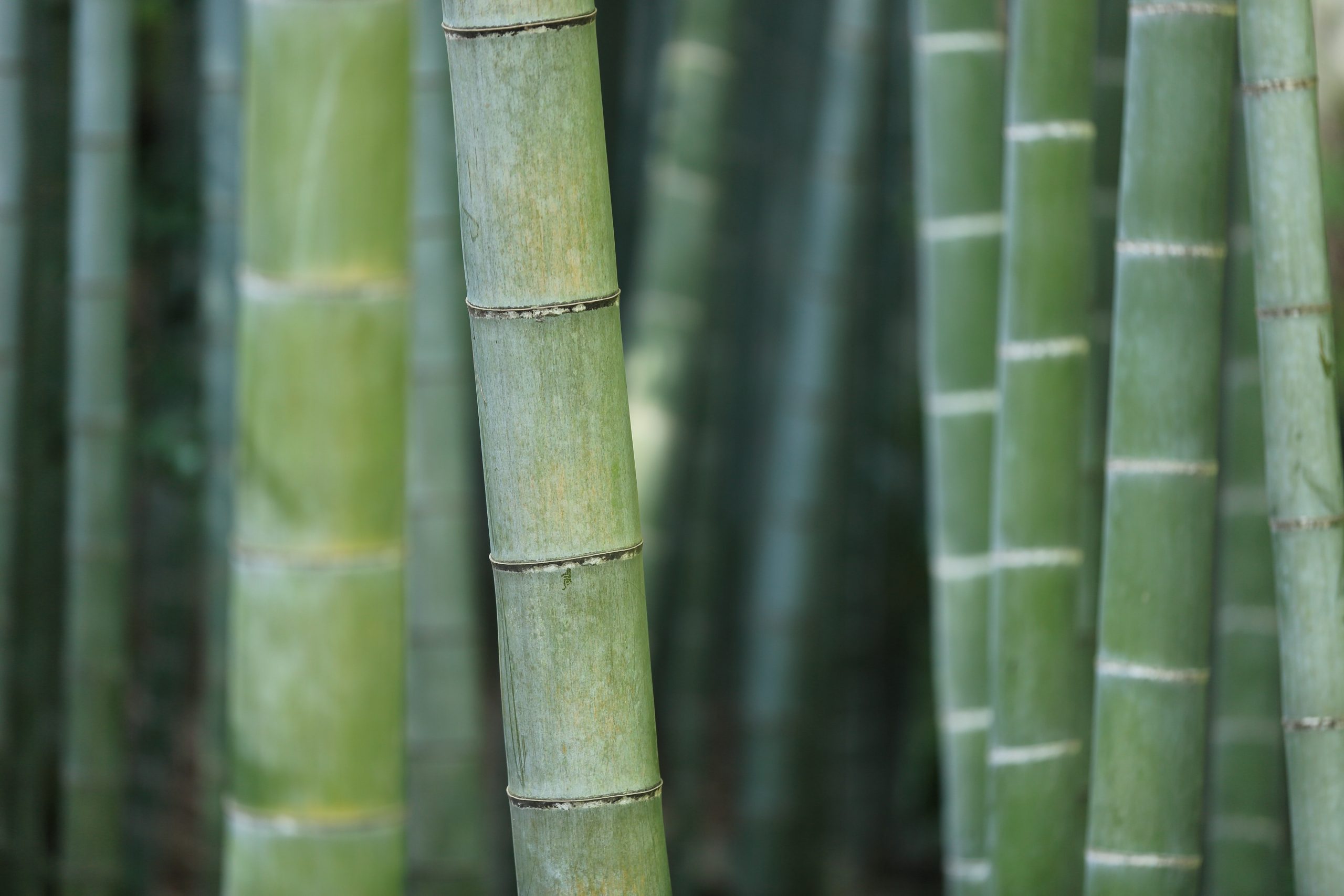 Does Bamboo Grow Back After Being Cut?