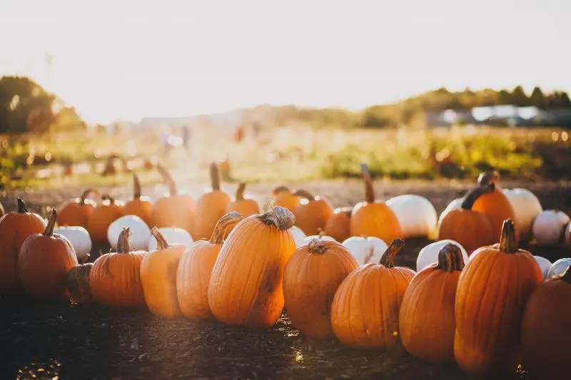 do-pumpkins-start-out-green-what-is-normal