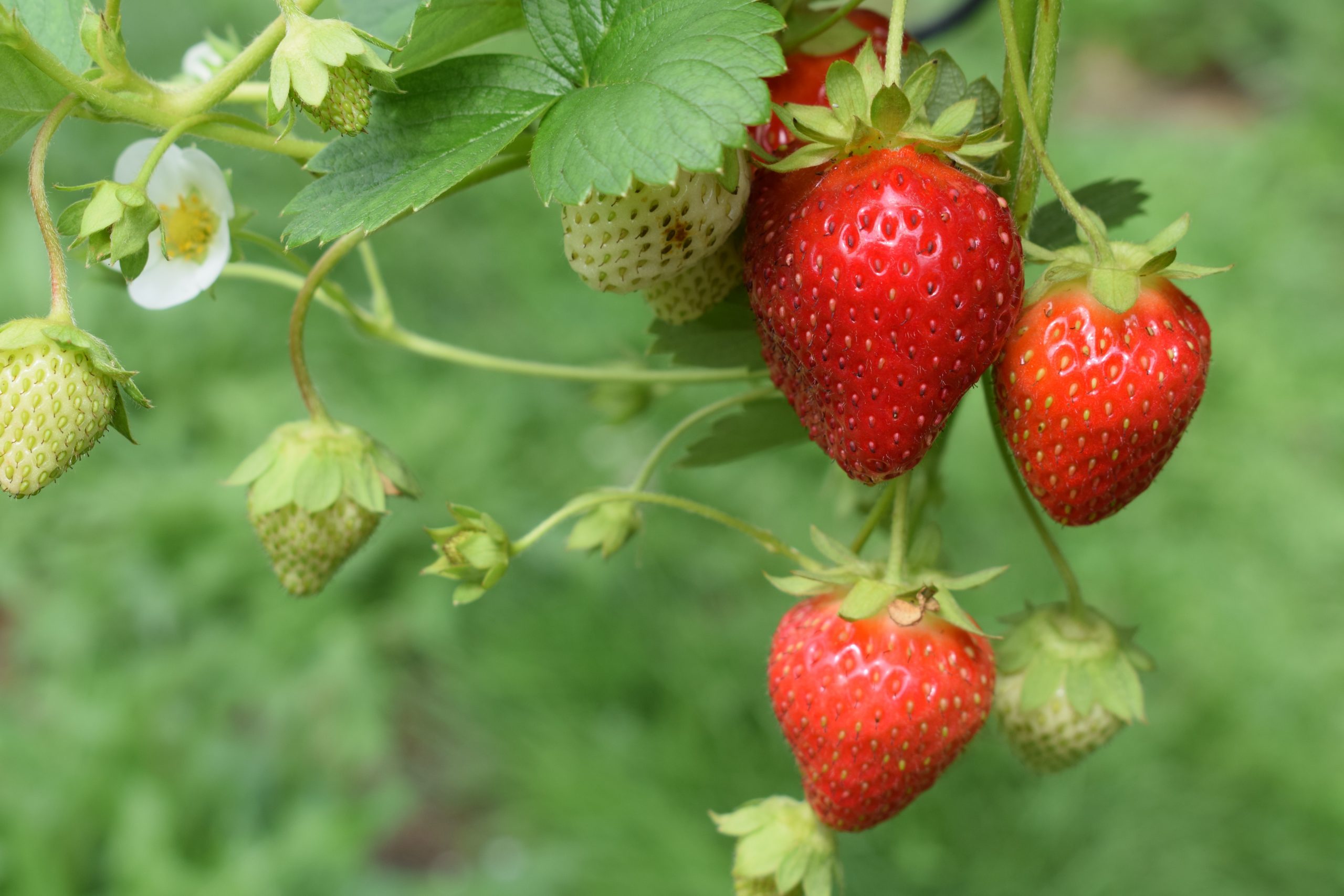 Can Strawberries Grow Up A Trellis?
