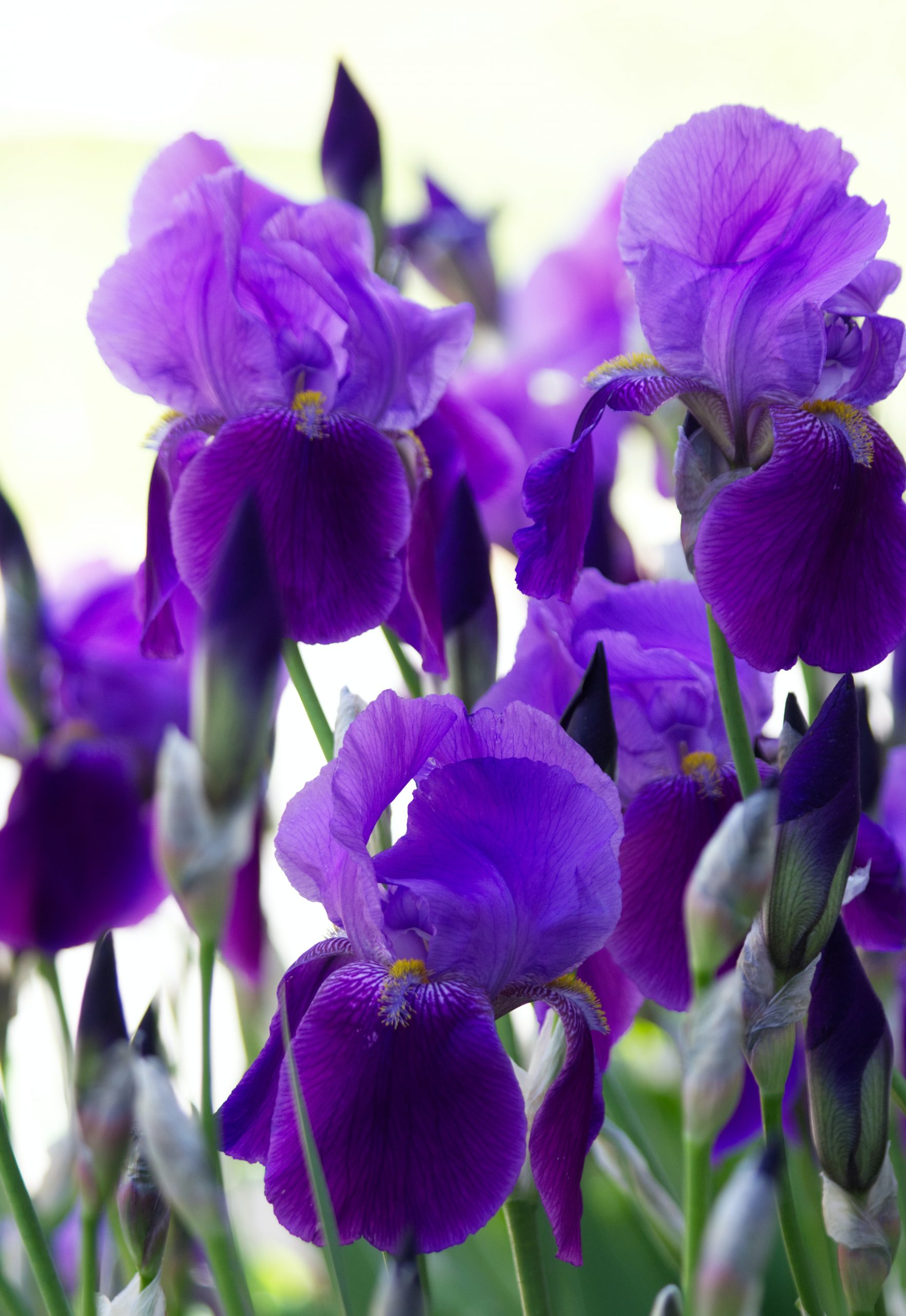 Do Irises Spread? Are They Invasive?