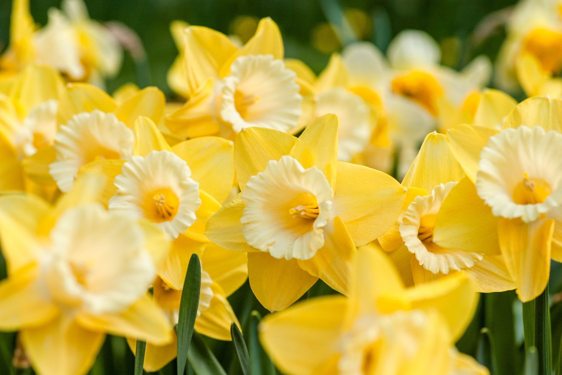 Do Daffodils Spread 