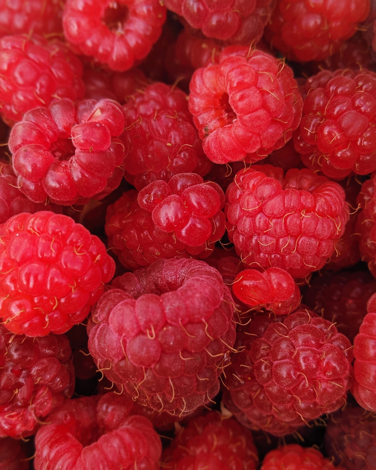 » Can You Plant Blackberries And Raspberries Together?