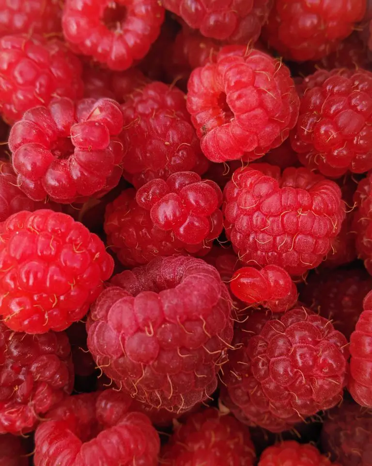 » Can You Plant Blackberries And Raspberries Together?