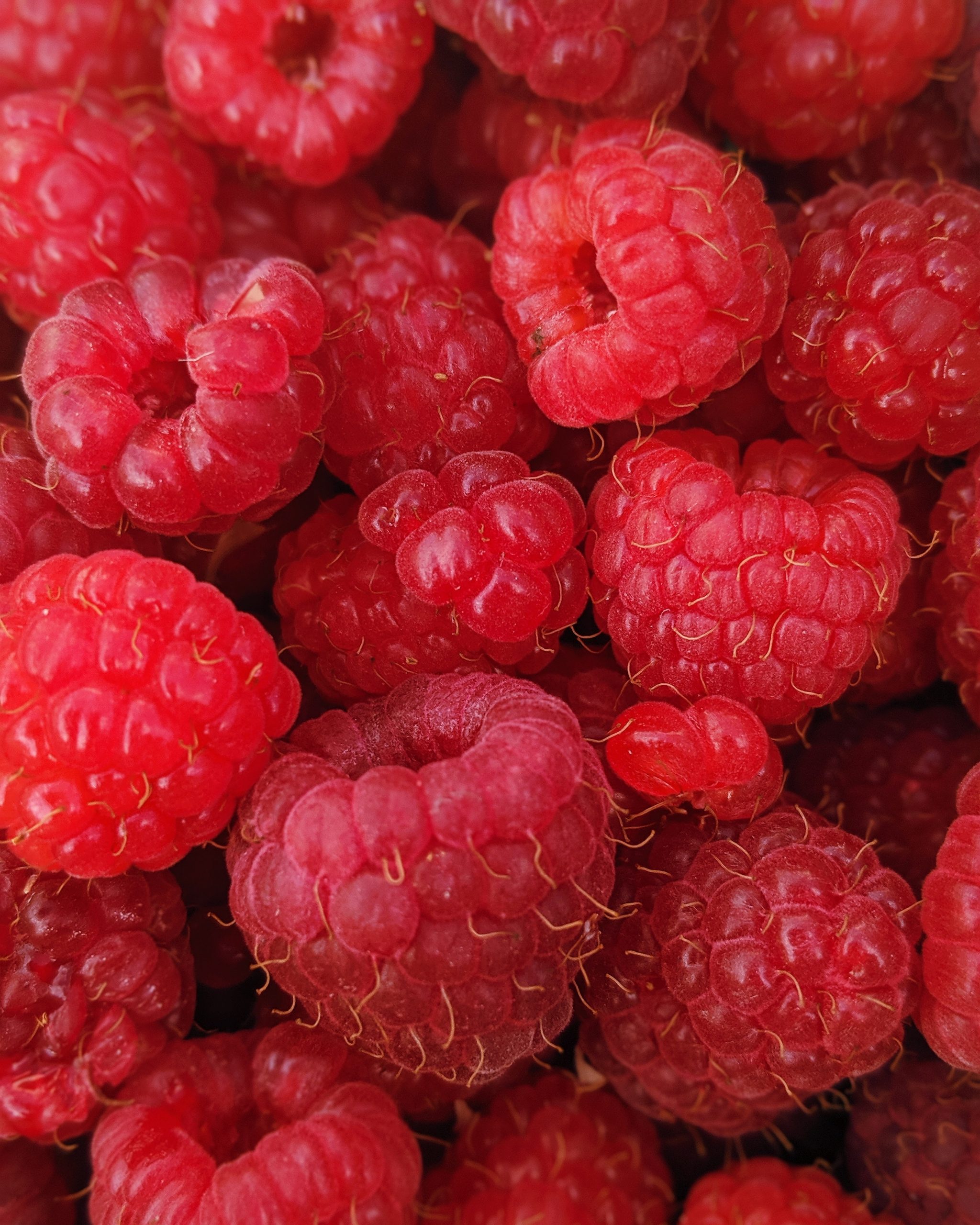 » Can You Plant Blackberries And Raspberries Together?