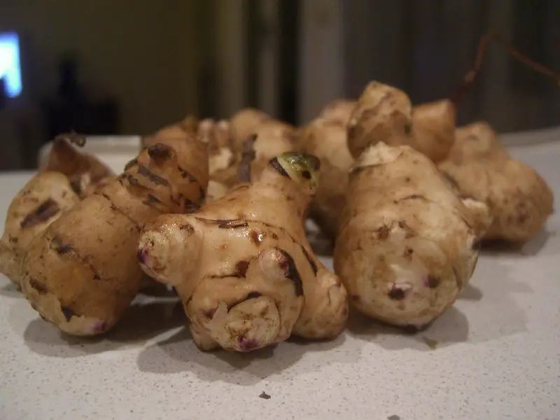 » How Much Does A Jerusalem Artichoke Yield Per Plant?