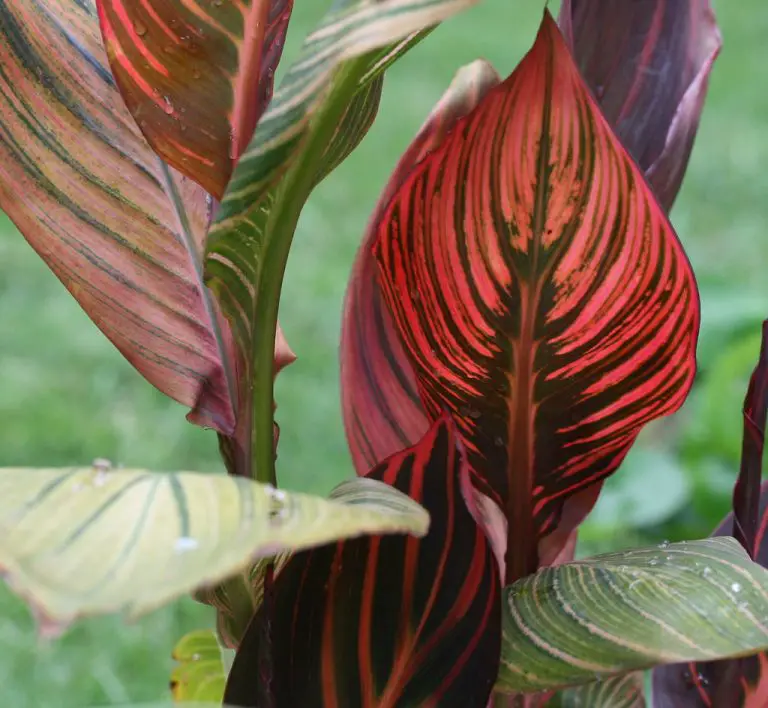 do-canna-lilies-spread-are-they-invasive