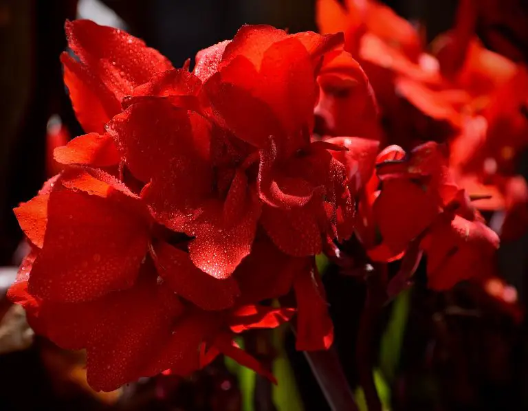 » Do Canna Lilies Spread? Are They Invasive?