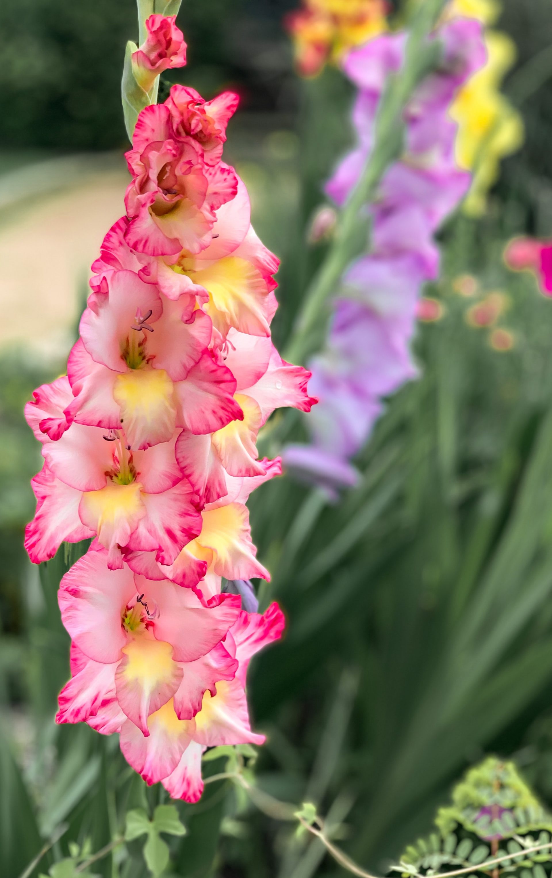 » Do Gladiolus Spread? Are They Invasive?