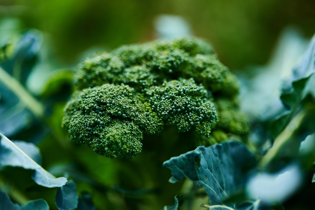 » Does Broccoli Grow Underground?