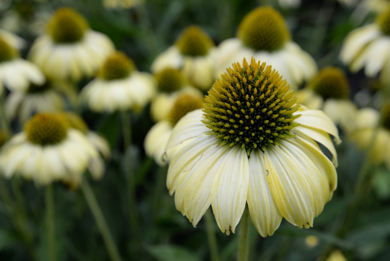 » Do Coneflowers Spread? Are They Invasive?