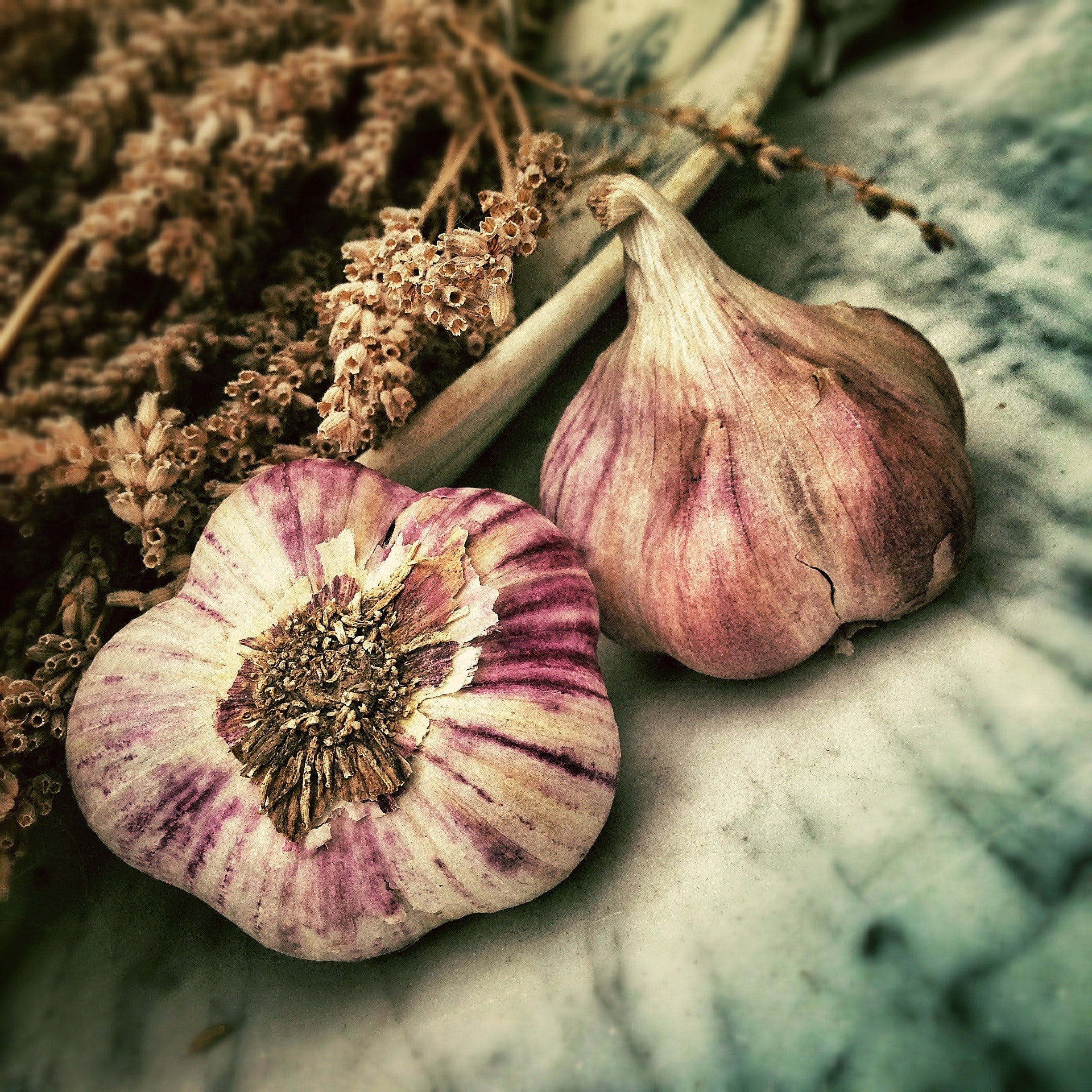 Does Garlic Grow Underground?