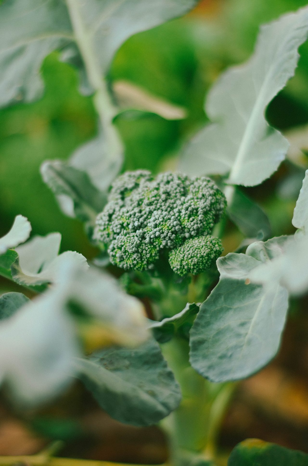 » Does Broccoli Grow Underground?