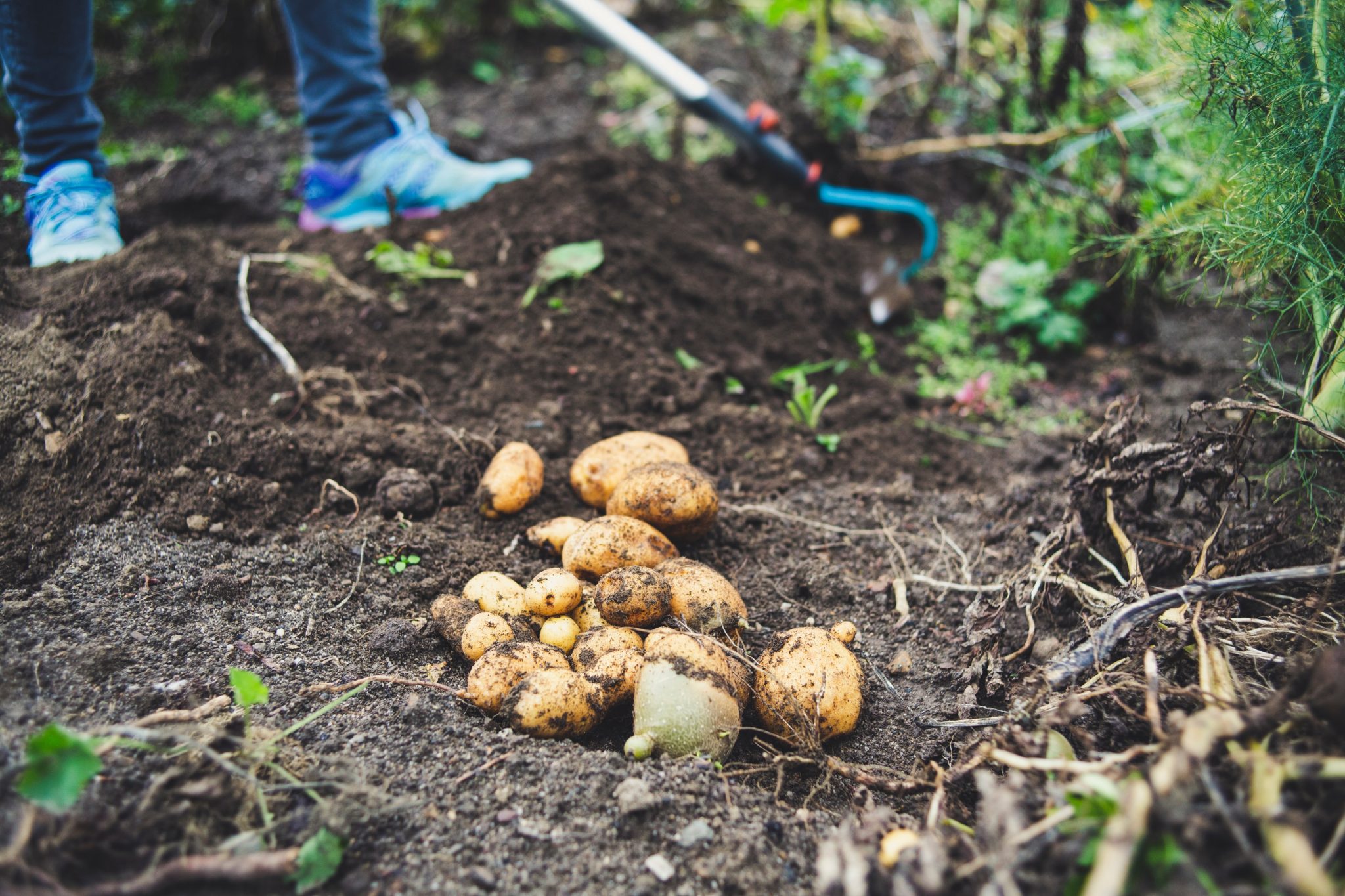 » Can You Eat Seed Potatoes?