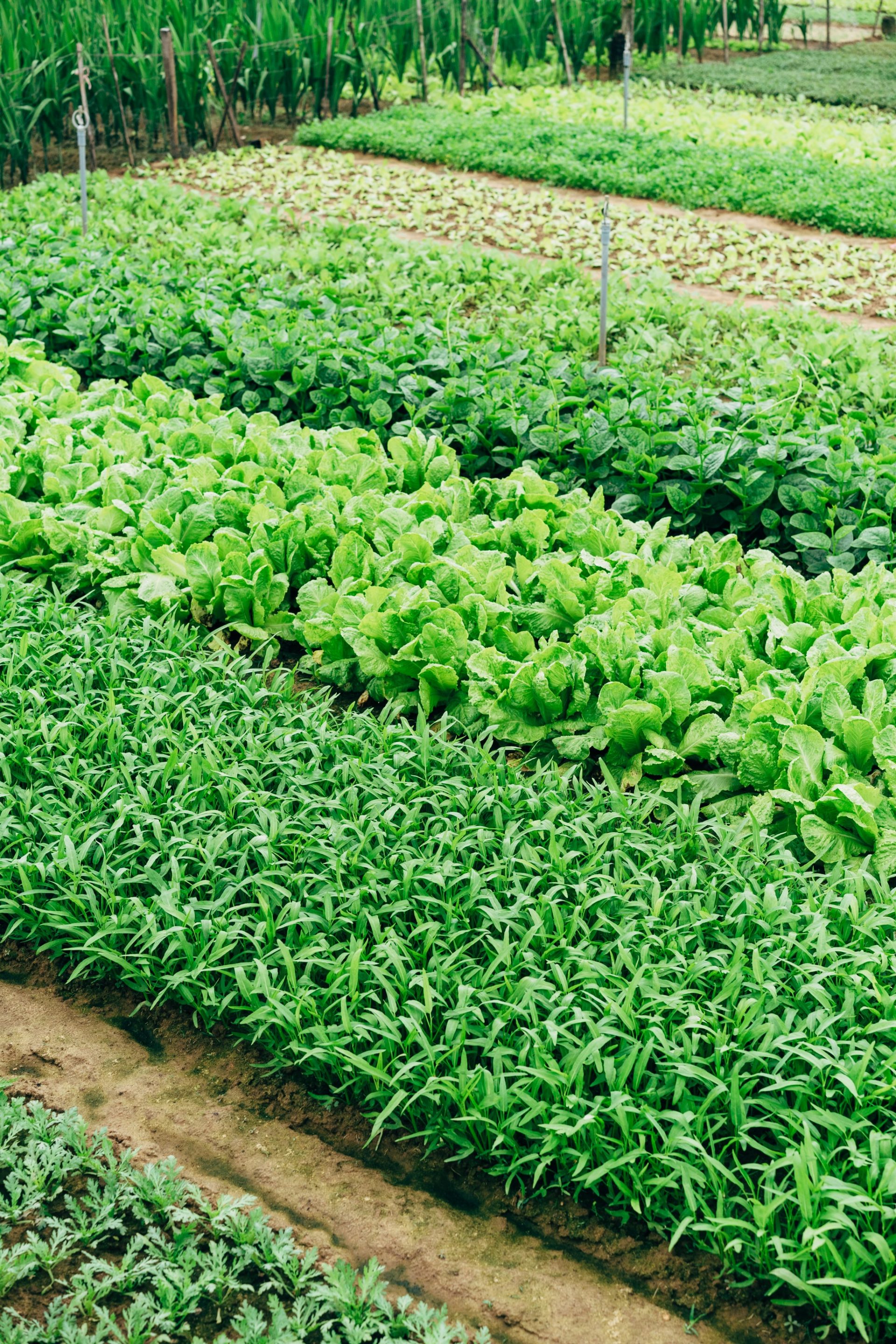 » Arugula Vs Rocket Are They The Same Thing?