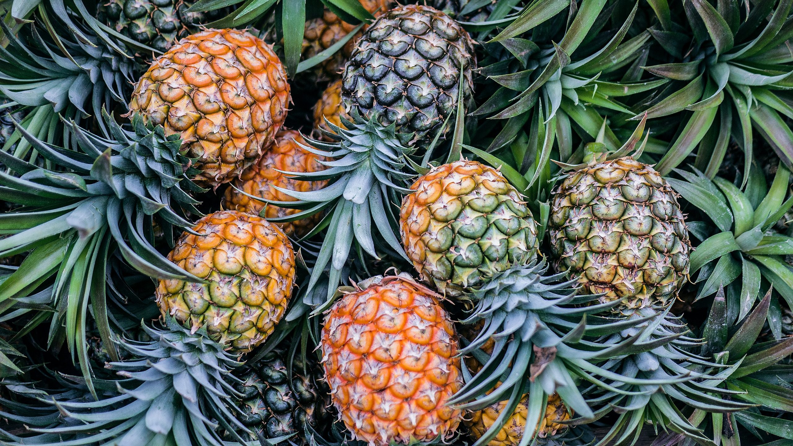 Do Pineapples Grow Underground?