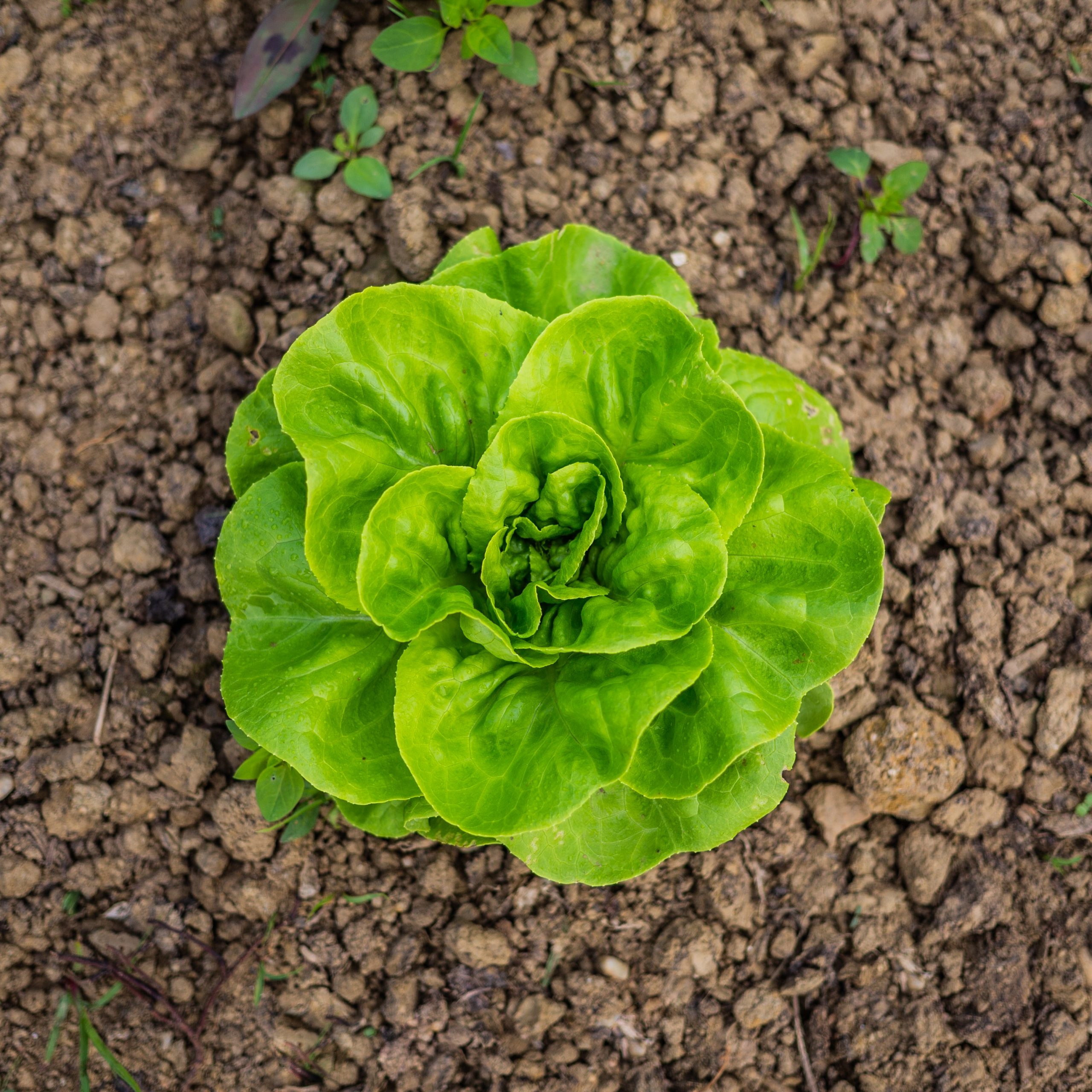 How Much Does One Lettuce Plant Yield?
